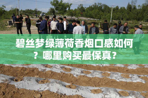 碧丝梦绿薄荷香烟口感如何？哪里购买最保真？